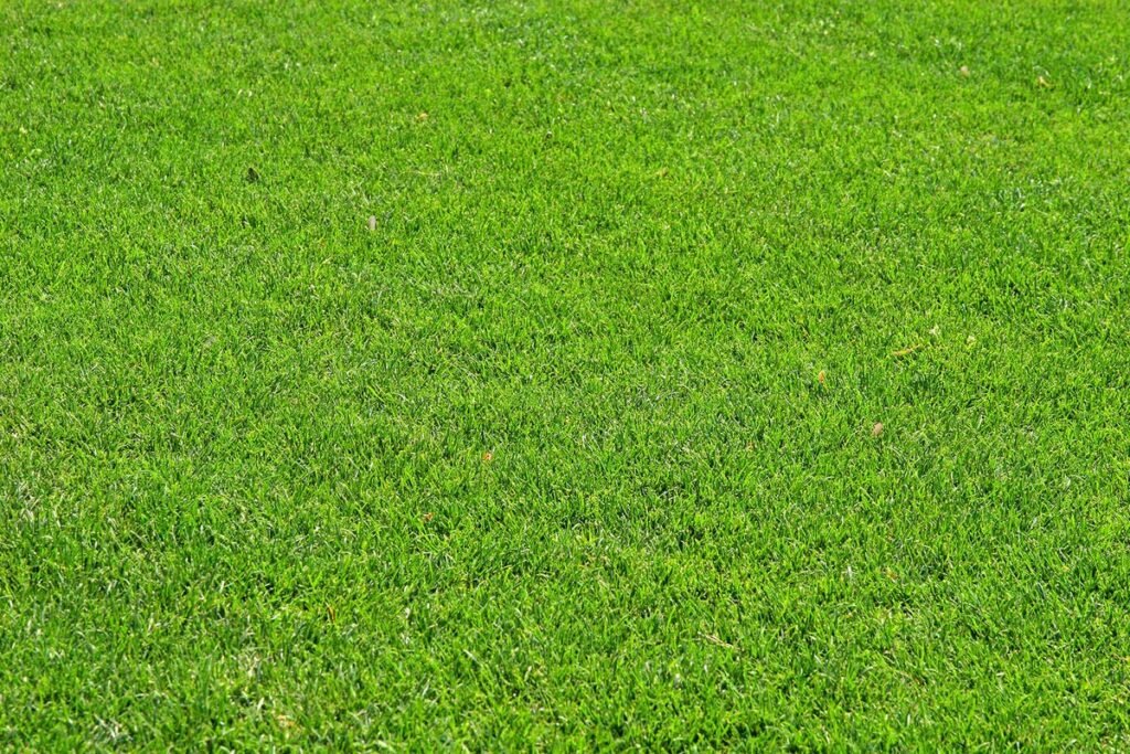 Close-up of vibrant Bermuda sod with fine-textured blades, showcasing its dense coverage and sun-loving growth — ideal for high-traffic lawns and sports fields.