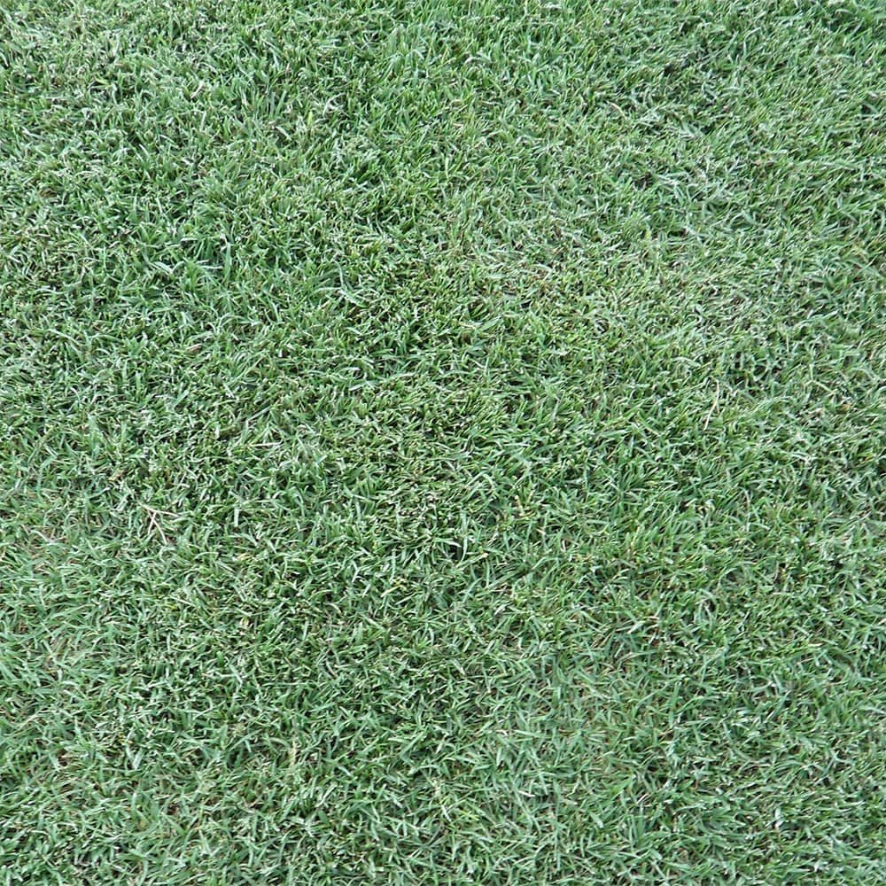 Premium Bermuda Sod – Lush, Dense, and Ready for Your Lawn!