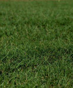 tifway 419 bermuda grass: 7 Powerful Reasons It’s the Ultimate Choice for Durable, Green Lawns"