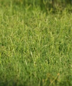 celebration bermuda lawn: 5 Remarkable Reasons It's the Best Turf for High-Traffic Lawns"