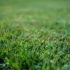 Close-up of Palisades Zoysia sod with medium-coarse blades and dense green coverage, highlighting its durability and sun-shade adaptability.