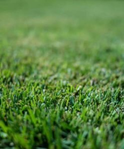 Close-up of Palisades Zoysia sod with medium-coarse blades and dense green coverage, highlighting its durability and sun-shade adaptability.