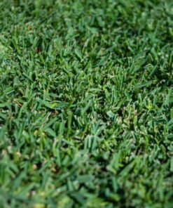 Raleigh St. Augustine sod with coarse blades and medium green color, thriving in clay soil and partial sun.