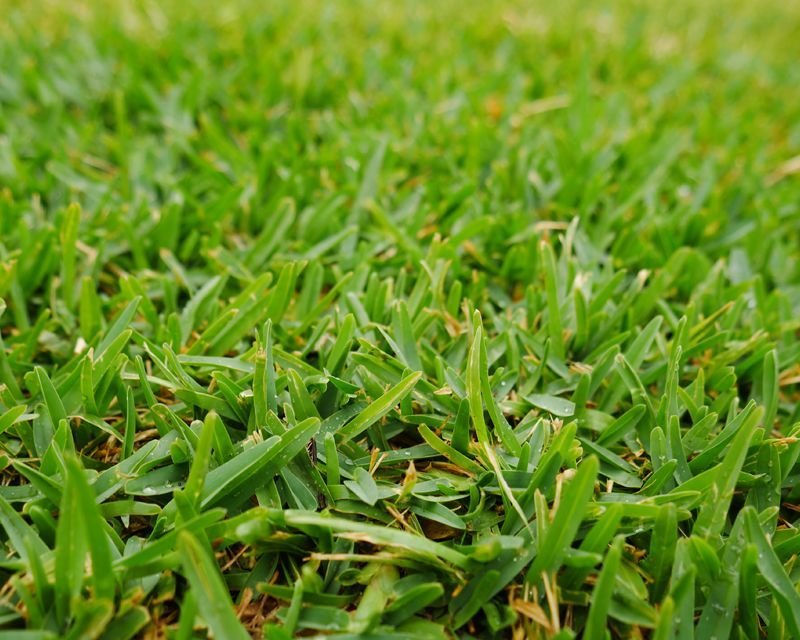 Close-up of dense, green St. Augustine grass sod ideal for shaded lawns and warm climates