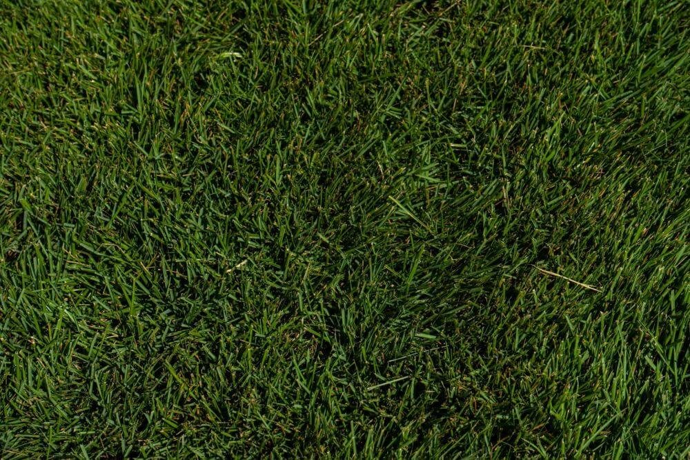 zeon zoysia - Image 3