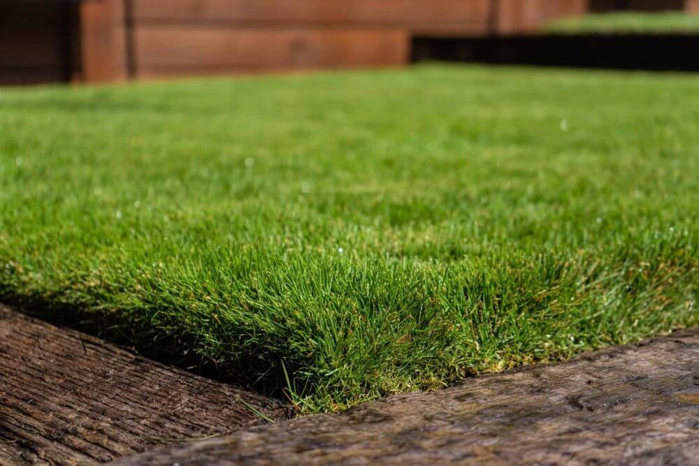 zeon zoysia sod with fine blades and lush green coverage, thriving in partial shade and full sun — ideal for premium residential lawns.
