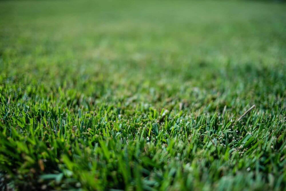 Close-up of Zoysia sod with fine-textured blades and dense coverage, highlighting its lush green color and adaptability to sun and shade.